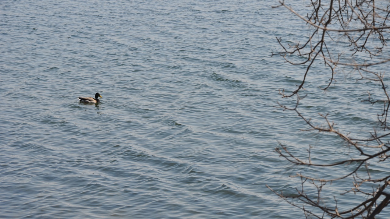 Leech Lake Has Zebra Mussel Larvae | Kare11.com